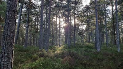 Scots Pine in Anagach Woods with sunlight