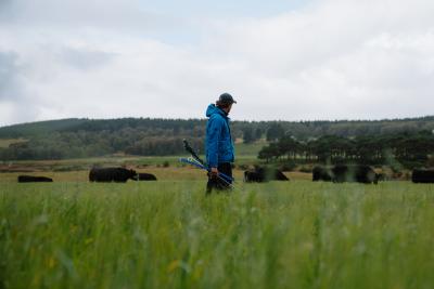 Person standing in a field of long grass with cows in the background