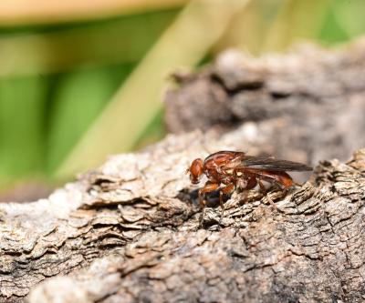An Aspen hoverfly on the bark of a tree.