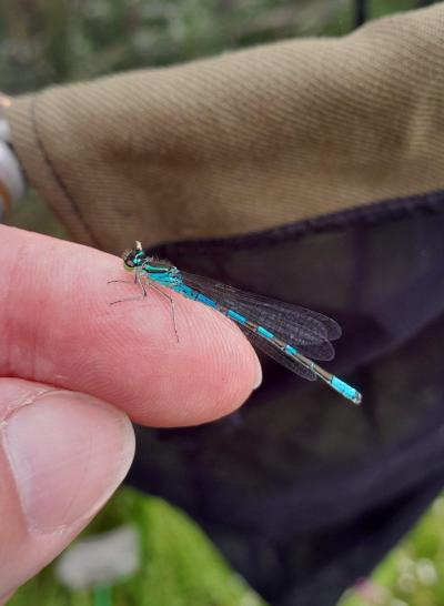 A blue northern damsel fly sat on a person's finger