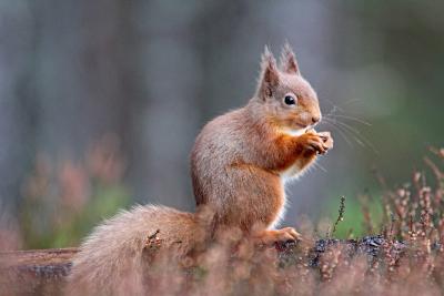Red squirrel on fallen tree branch, holding a nut.
