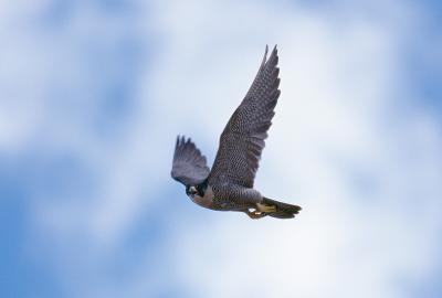 Peregrine falcon in flight.