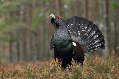 A large black bird with red eyelid and fanned tail displays against a backdrop of trees