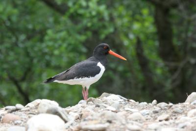 An oystercatcher standing on a rocky beach with trees in background.