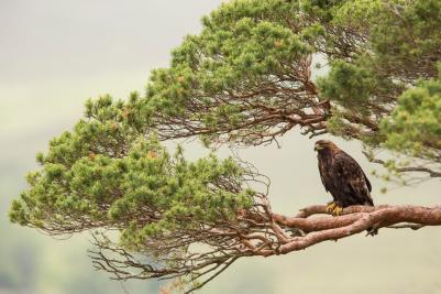Golden Eagle (Aquila chrysaetos) perched in pine tree, Lochaber, Scotland