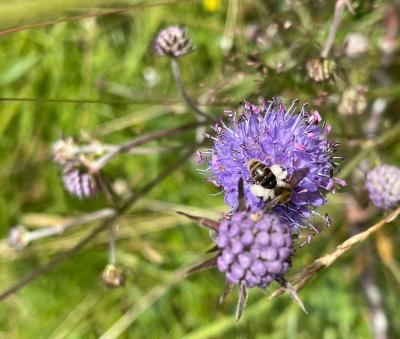 A small scabious mining bee on a purple flower