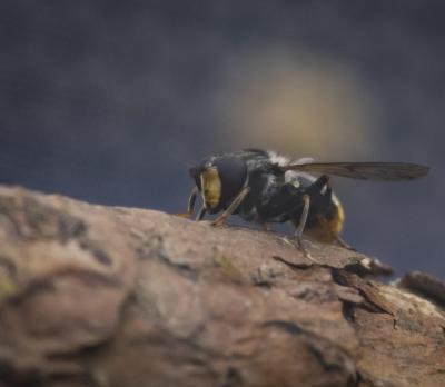 A pine hoverfly resting on tree bark