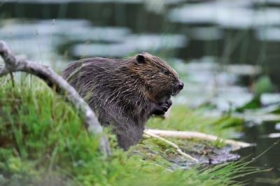 European Beaver (Castor fiber) adult at dusk at the edge of highland freshwater loch habitat