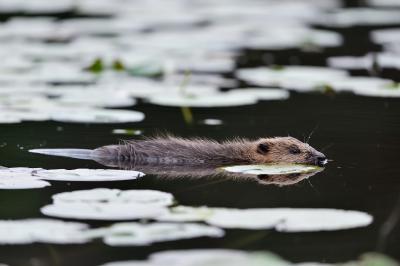 European beaver juvenile swimming among lily leaves.
