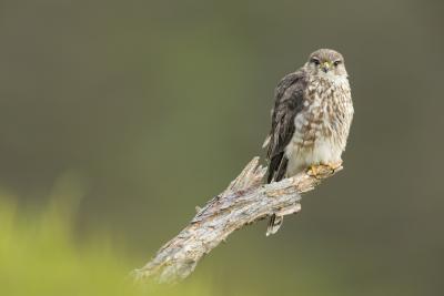 Merlin (Falco columbarius) adult female perched, on moorland