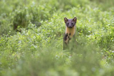 Pine marten (Martes martes) foraging in pine woodland