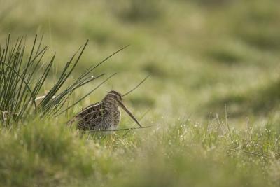 Snipe on Mar Lodge Estate