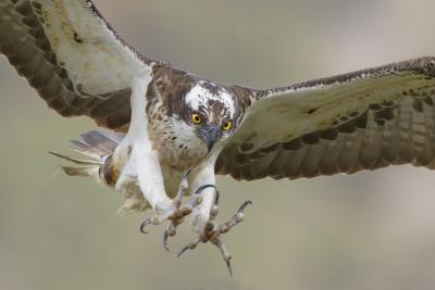 An osprey flying with talons open.