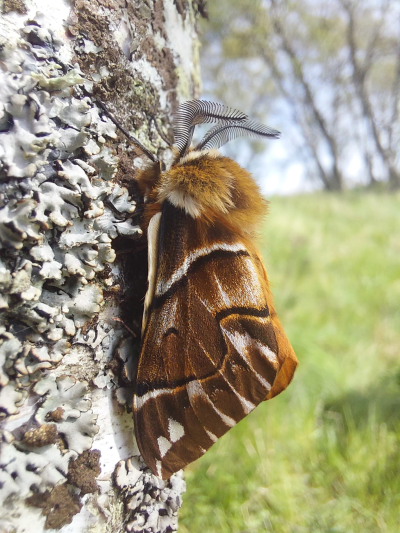 Kentish glory moth on a tree