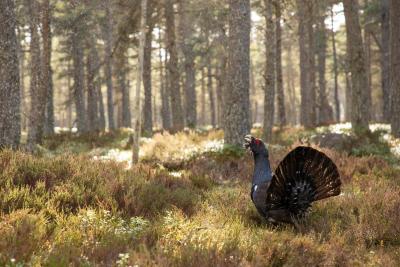 Capercaillie, Tetrao urogallus, male displaying in rain in pine forest, Cairngorms National Park, Scotland