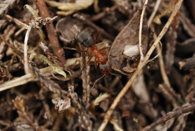 A close up of a narrow headed ant - Formica exsecta - on a nest