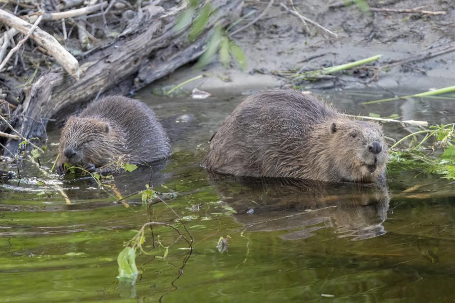 Two beavers eating at the waters edge.