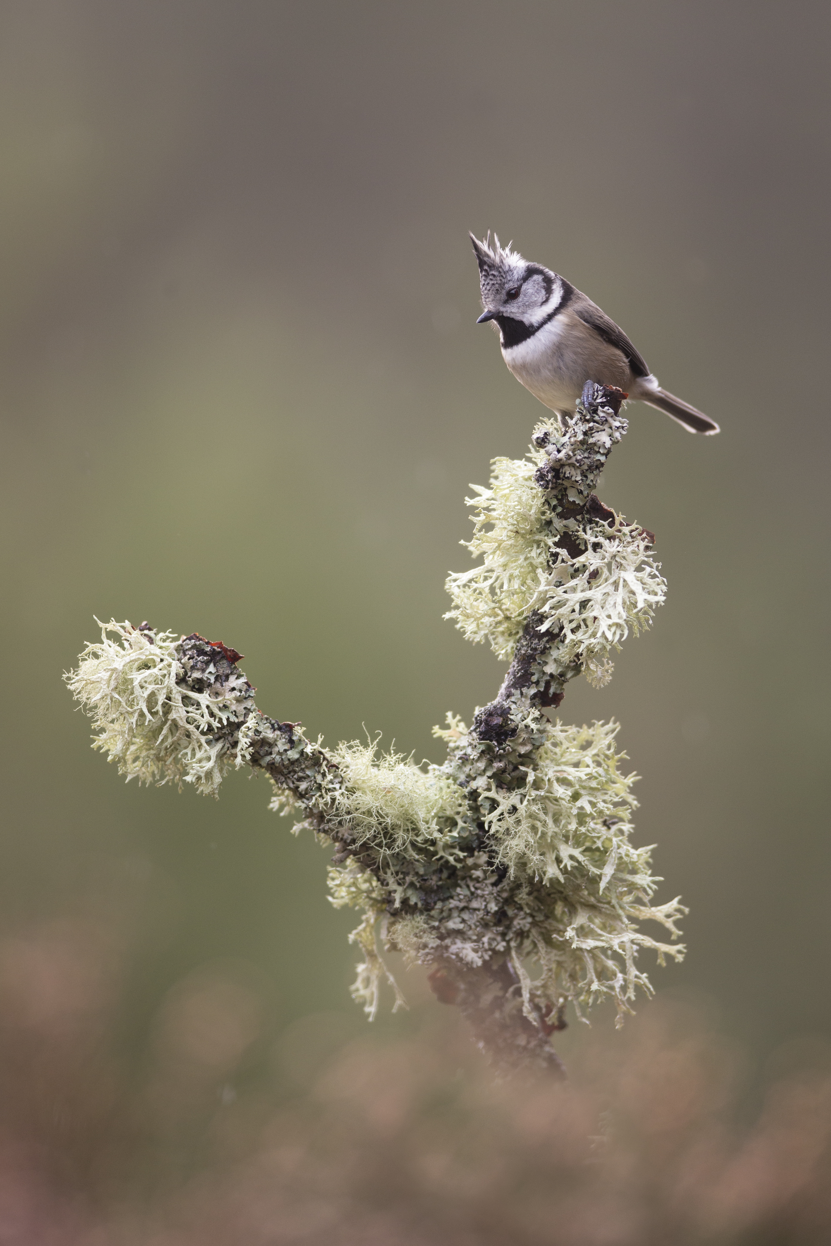 A crested tit perched on the end of a lichen covered branch.