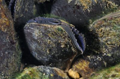 Freshwater pearl mussels in a fast-flowing river bed