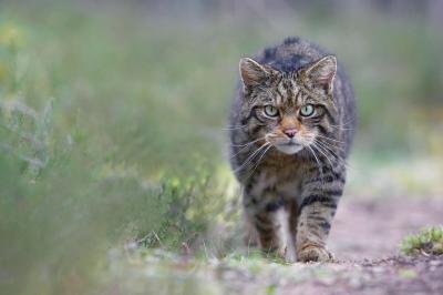 Scottish wildcat (Felis sylvestris) stalking along track in pine forest staring straight at camera