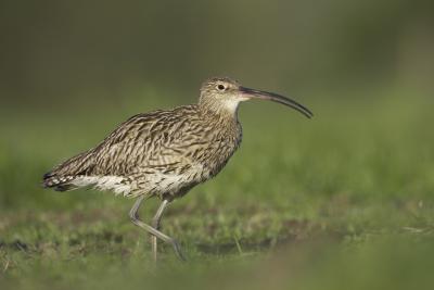Curlew numenius arquata adult in a field