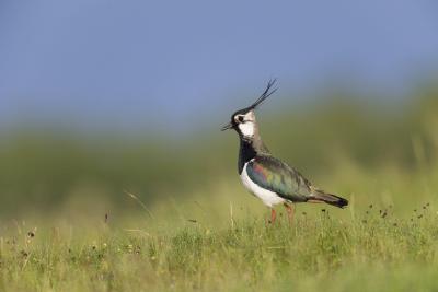 An adult male lapwing standing in a field.